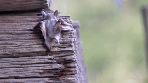 une chauve-souris dans la nature 