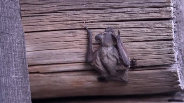 une chauve-souris dans la nature 