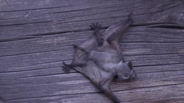 une chauve-souris dans la nature 