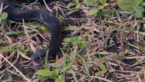 Czarny Wąż Żmija Jest Leżąc Trawie Sycząc — Wideo stockowe