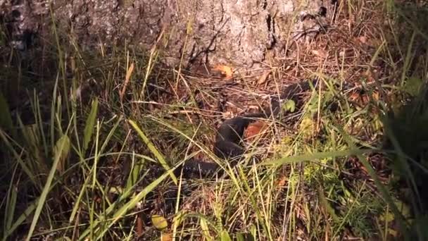 Black Snake Viper Lying Grass Hissing — Stock Video