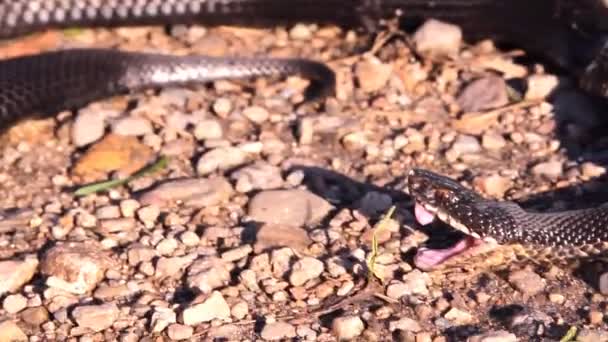 Serpiente Negra Víbora Yace Sobre Hierba Silbando — Vídeo de stock