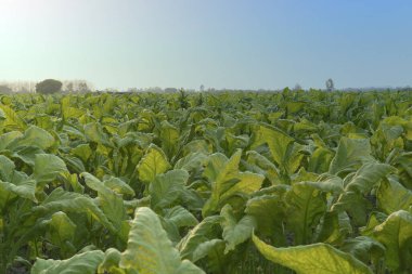Tütün tarlaları ve akşam gökyüzü.