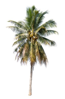 Beyaz arkaplanda izole edilmiş hindistan cevizi ağacı.