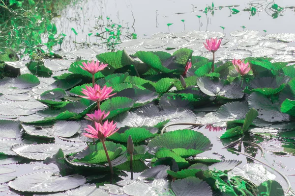 Pink lotus flower in the lotus pond, waterway near the vegetable garden.