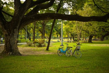 Güneşli günlerde parkların ağaçları