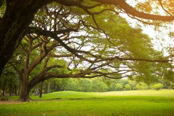 Bäume der Parks an sonnigen Tagen — Stockfoto