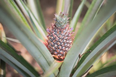 Bebek ananas Tayland