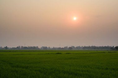 Sabah çeltik tarlası