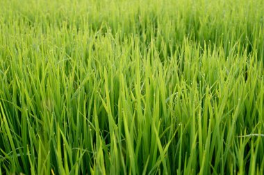 Sabah çeltik tarlası