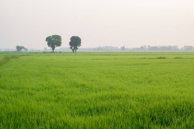 Sabah çeltik tarlası