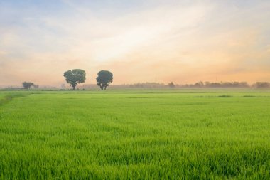 Sabah çeltik tarlası