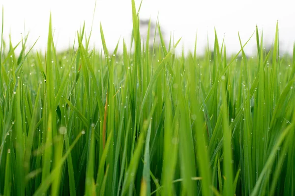 Arrozal Campo Manhã — Fotografia de Stock