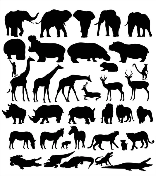 Set African Animals White Background — Stock Vector