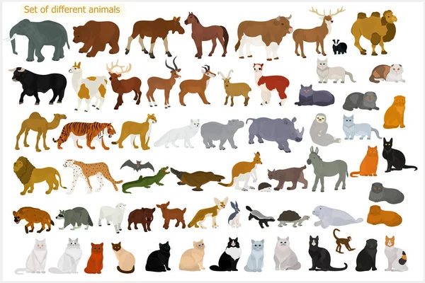Bir Sürü Farklı Hayvan Vahşi Hayvanlar Evcil Kediler — Stok Vektör