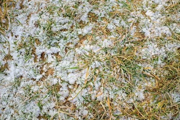Escarcha, nieve en la hierba —  Fotos de Stock