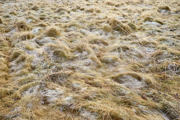 Escarcha, nieve en la hierba —  Fotos de Stock