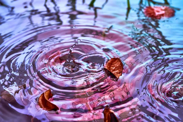Raindrops fall on the surface of the water — Stock Photo, Image