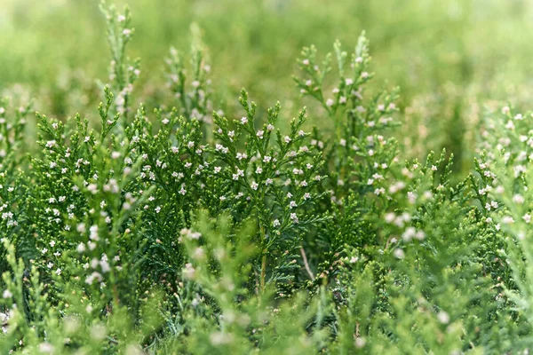 緑の背景に白い花を咲かせる美しい緑のトゥヤの葉のクローズアップ — ストック写真