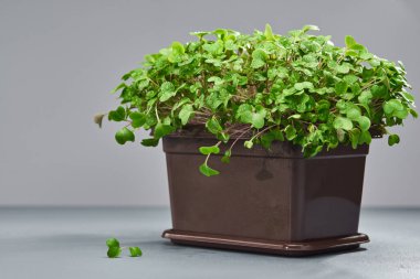 Gri arka planda plastik bir kutuda genç, yeşil brokoli. Yeşiller evde yetişiyor. Metin için boş alan.