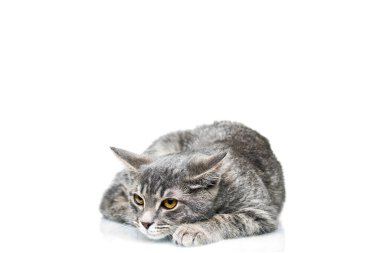 Grey smoky kitten on a white background. Pet on a white background. clipart