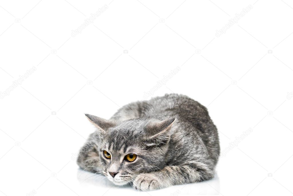 Grey smoky kitten on a white background. Pet on a white background.
