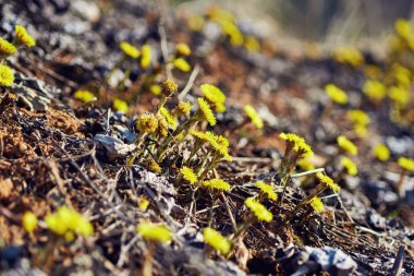Akşam güneşinde yerde bahar sarısı çiçekleri