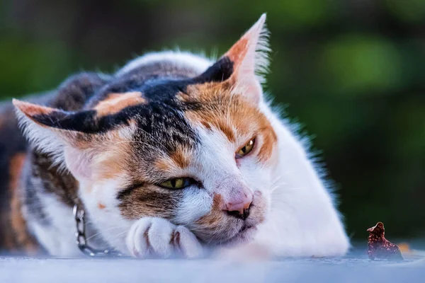 Gatto bianco di strada che riposa nel tavolo da pavimento nel parco giardino da vicino — Foto Stock