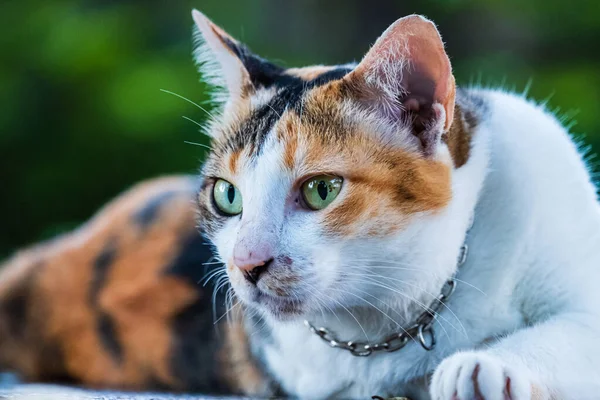 Gatto bianco di strada che riposa nel tavolo da pavimento nel parco giardino da vicino — Foto Stock