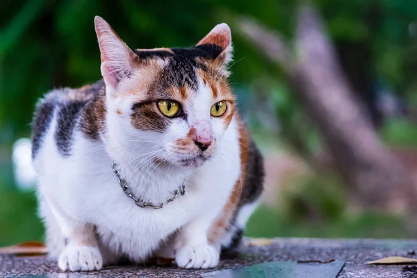 Gatto bianco di strada che riposa nel tavolo da pavimento nel parco giardino da vicino — Foto Stock