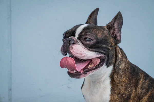 Retrato boston terrier puro raça macio cinza fundo closeup — Fotografia de Stock