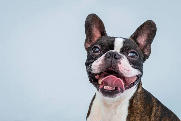 Porträt Boston Terrier reine Rasse weichen grauen Hintergrund Nahaufnahme — Stockfoto