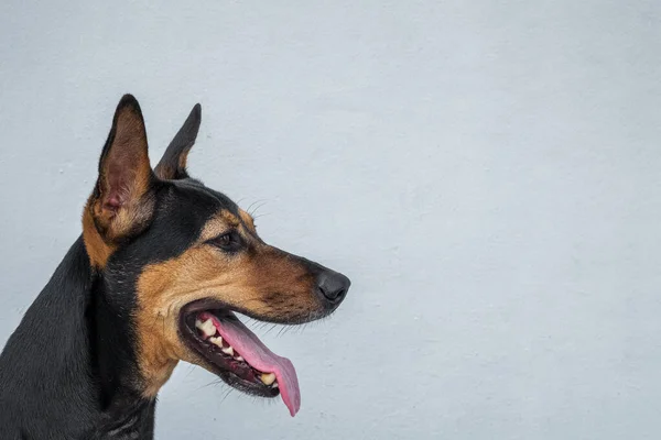 Stray mongrel rescued thai dog resting soft grey background — Stock Photo, Image