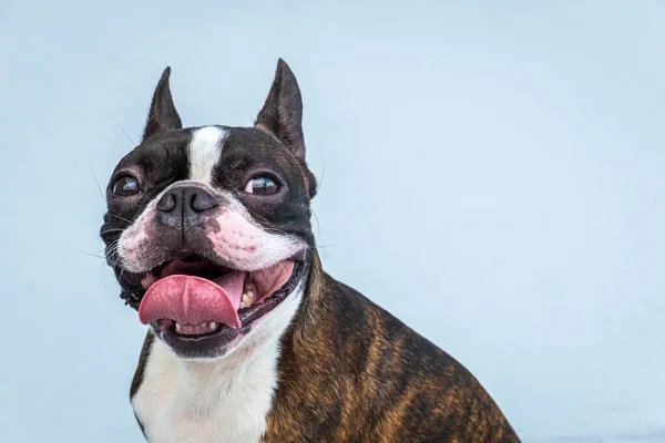Portrait boston terrier pure breed soft grey background closeup — Stock Photo, Image