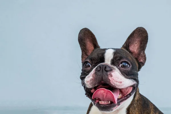 Retrato boston terrier puro raça macio cinza fundo closeup — Fotografia de Stock