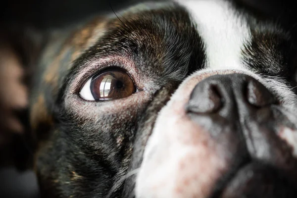 Portrait boston terrier pure breed soft dark background closeup — Stock Photo, Image