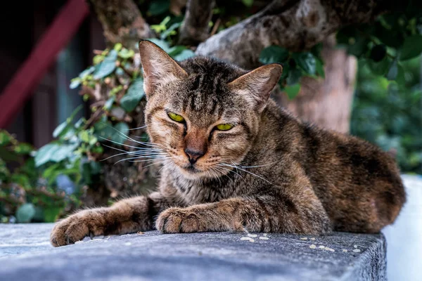 Colored street cat resting in floor table in garden park close up — Stock Photo, Image