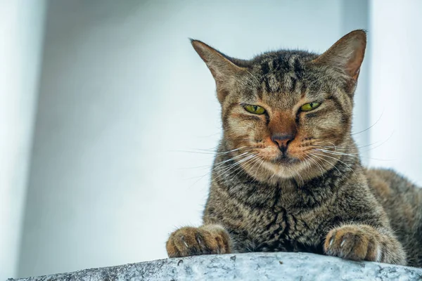 Gatto di strada colorato che riposa nel tavolo da pavimento nel parco giardino da vicino — Foto Stock