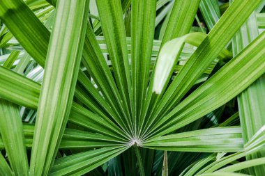 Arka plan bahçedeki doğal renklerdeki bitkileri kapatır.