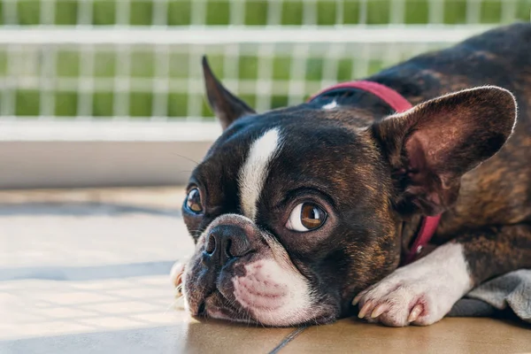 Portrait boston terrier pure breed soft grey background closeup — Stock Photo, Image