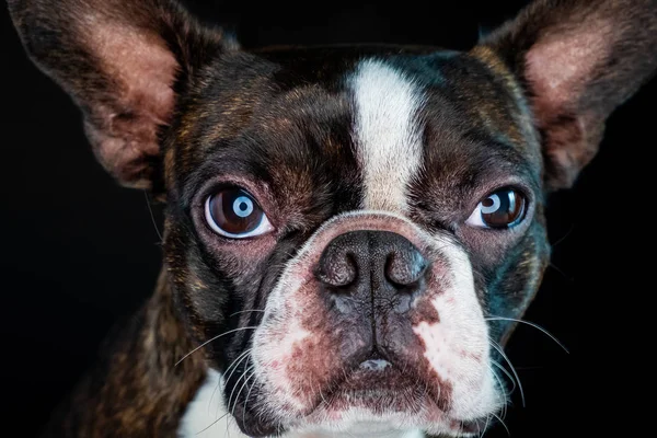 Portrait boston terrier pure breed black background closeup — Stock Photo, Image