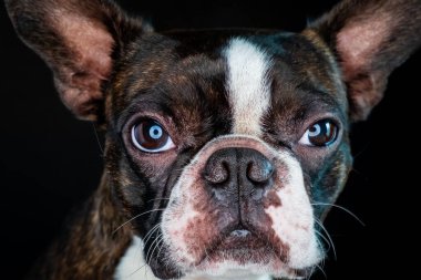 Portre boston terrier saf cins siyah arka plan closeup
