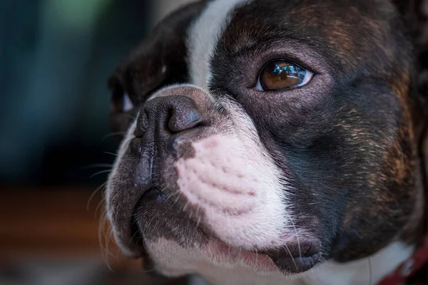Portrait boston terrier pure breed soft dark background closeup — Stock Photo, Image