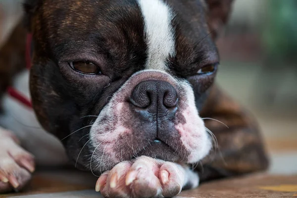 Portrait boston terrier pure breed sad face background closeup — Stock Photo, Image