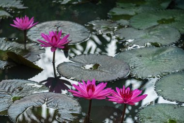 Göletteki nilüfer çiçeği pembeyi kapat