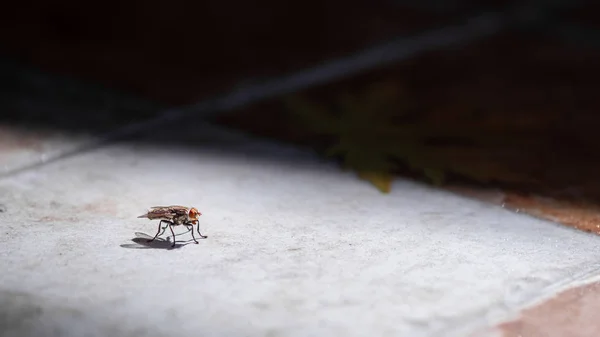 Yerdeki sineğe, gözlere ve kanatlara yakın detaylar — Stok fotoğraf
