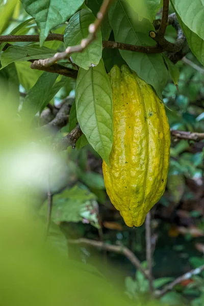 Ziarno kakaowe dojrzałe w drzewie w dżungli przed zbiorami — Zdjęcie stockowe