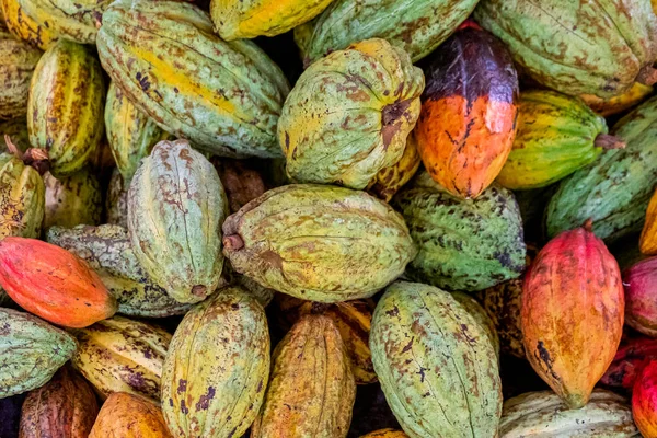 Suszenie ziarna kakaowego, inny kolor, przed prażeniem — Zdjęcie stockowe