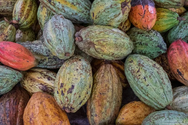 Kakaóbab szárítása, különböző színű, pörkölés előtt — Stock Fotó