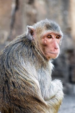 Maymun, Budist tapınağında oturup kameraya bakar.